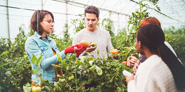 Entreprises d'agriculture urbaine à Montréal
